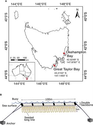 Optimisation of at-sea culture and harvest conditions for cultivated Macrocystis pyrifera: yield, biofouling and biochemical composition of cultured biomass